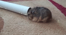 Fat hamster doesn't fit